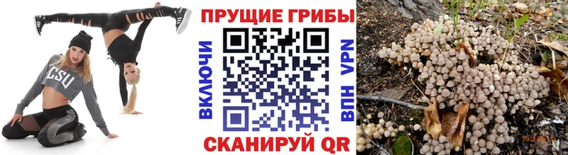 Галлюциногенные грибы Psilocybine cubensis Эртиль